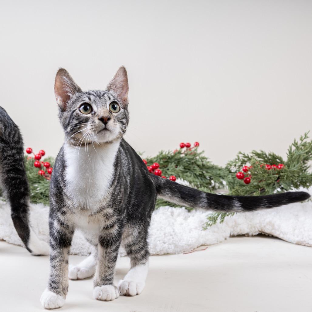 Enlarge Sammy, a Adoptable Domestic Short Hair in Pacific Grove, CA image 6/6