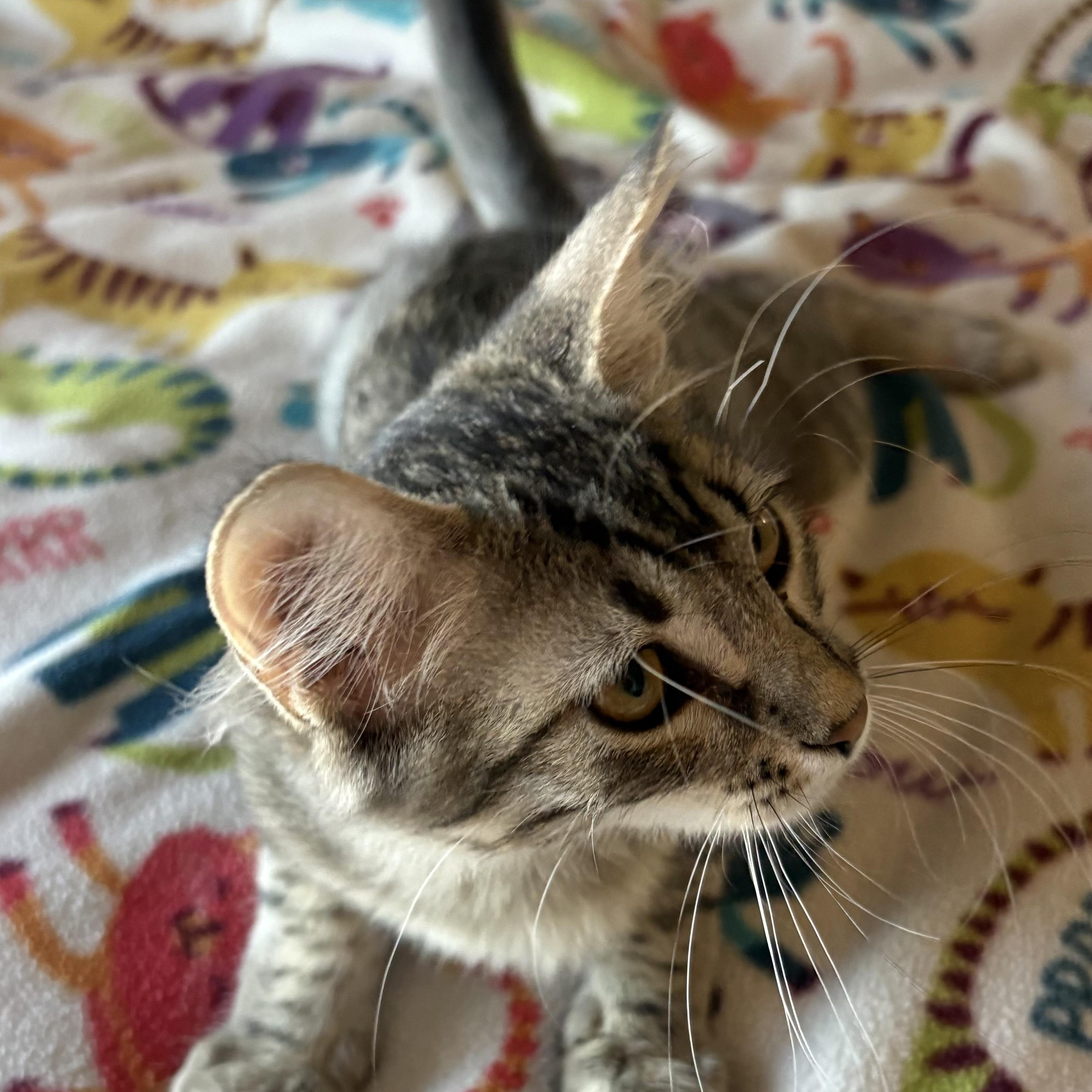 Brownie, an adoptable Tabby in SCOTTSDALE, AZ image 3/4