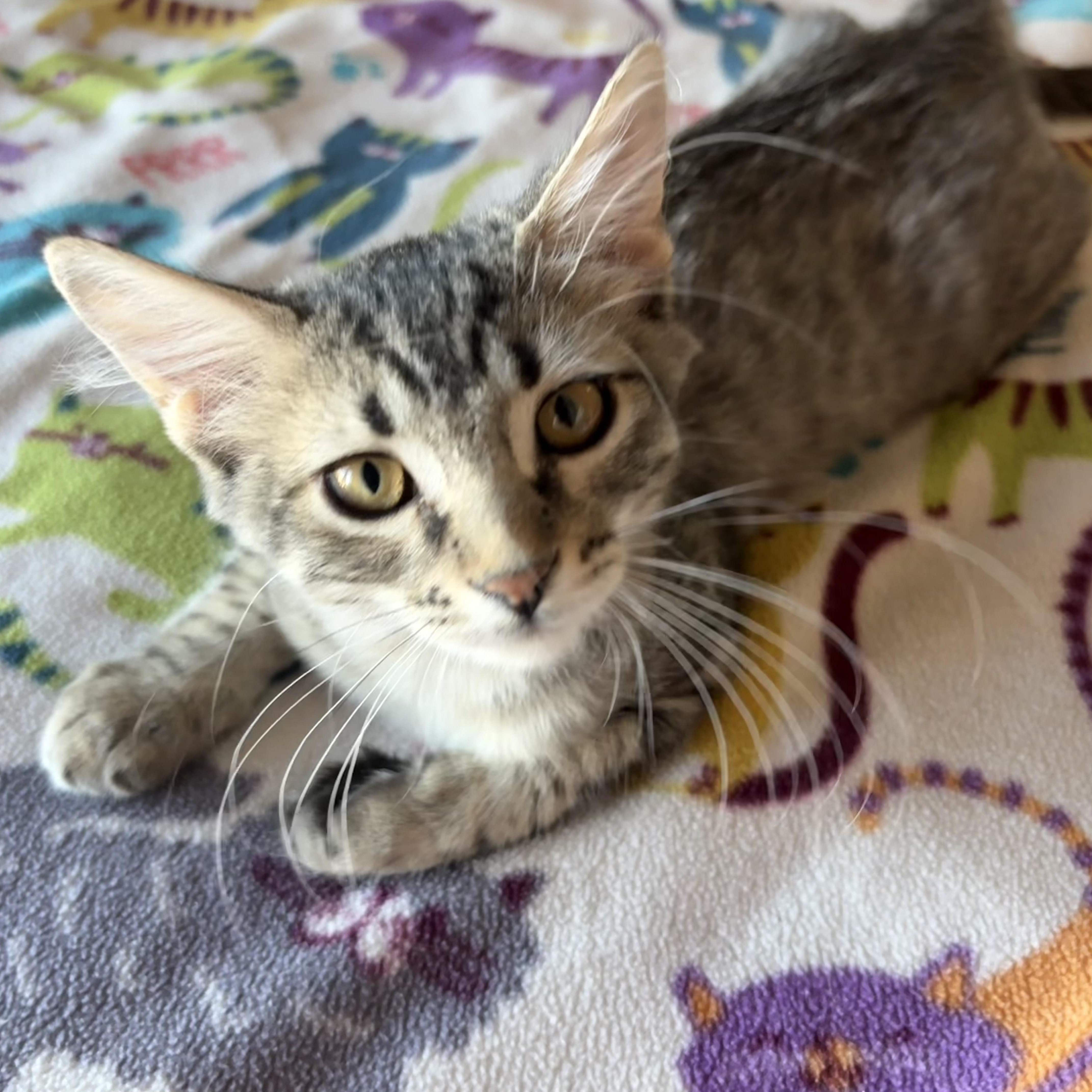 Brownie, an adoptable Tabby in SCOTTSDALE, AZ image 2/4