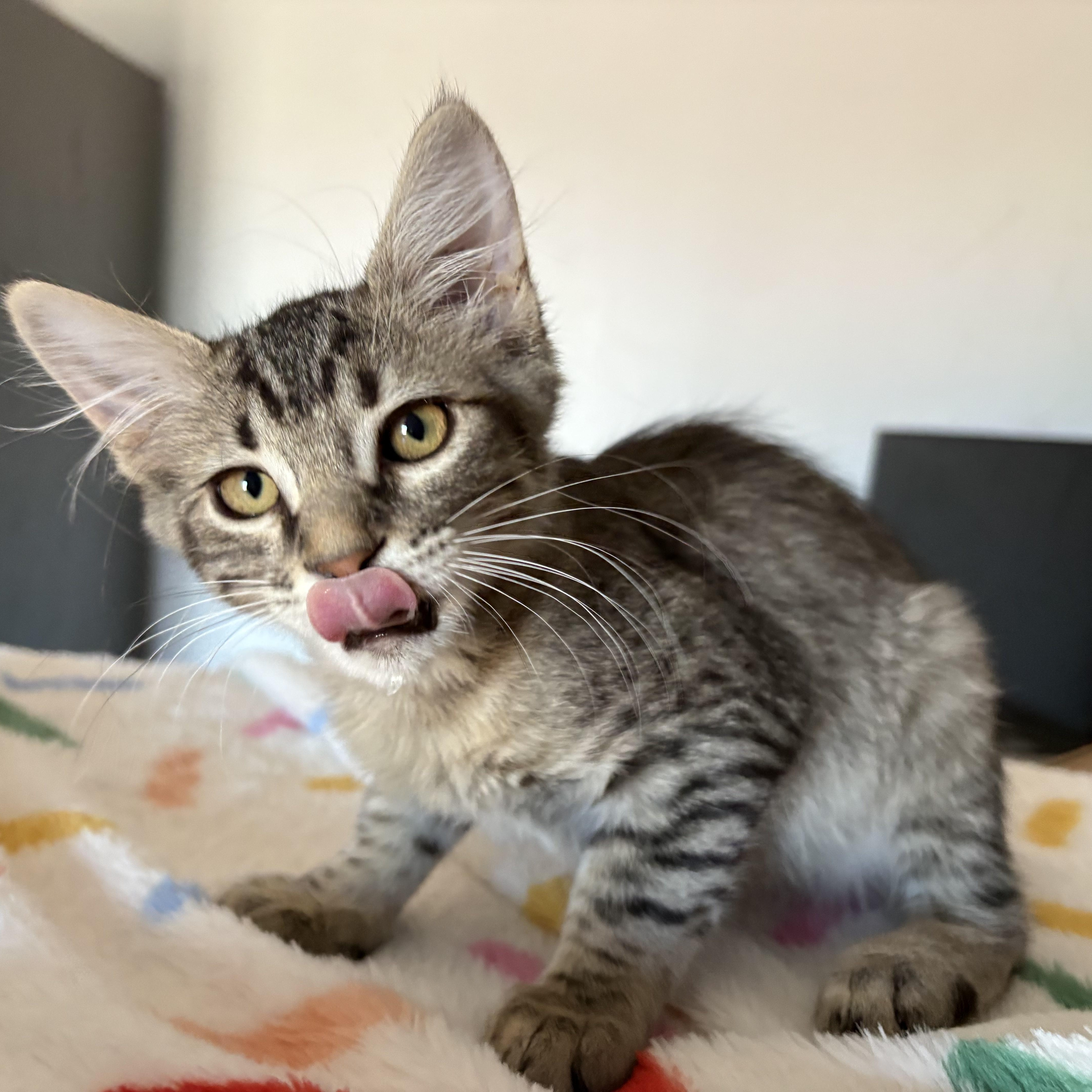 Brownie, adoptable, Kitten Male Tabby.