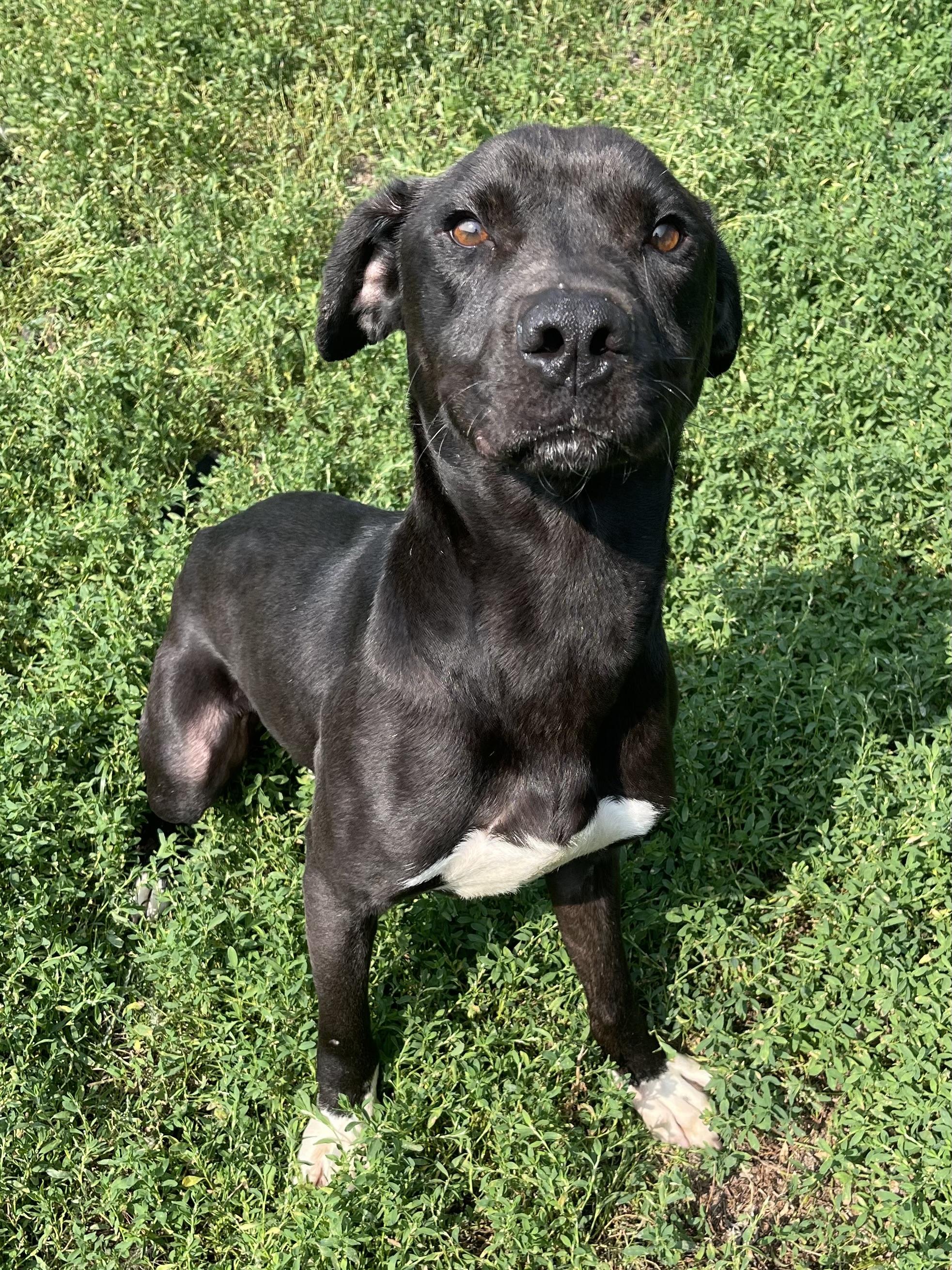 Odin- Currently Enrolled in Prison Training Program, an adoptable Mixed Breed in Sault Sainte Marie, MI, 49783 | Photo Image 1