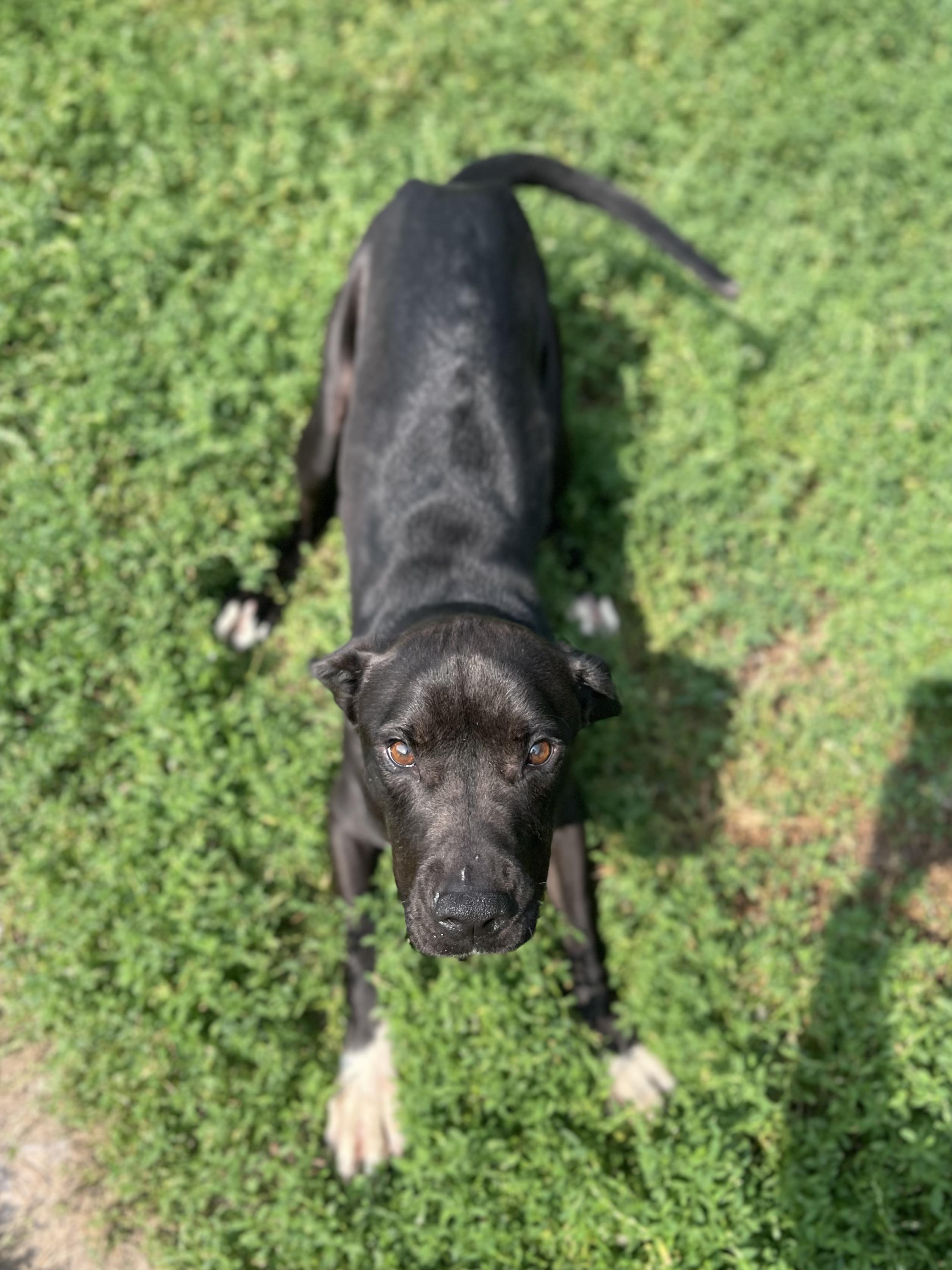 Odin- Currently Enrolled in Prison Training Program, an adoptable Mixed Breed in Sault Sainte Marie, MI, 49783 | Photo Image 3