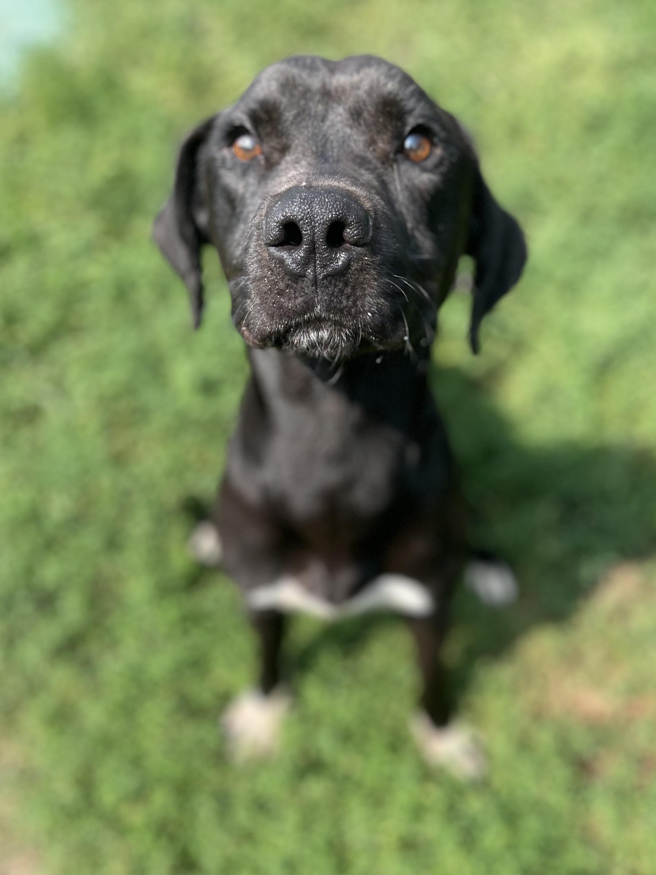Odin- Currently Enrolled in Prison Training Program, an adoptable Mixed Breed in Sault Sainte Marie, MI, 49783 | Photo Image 2