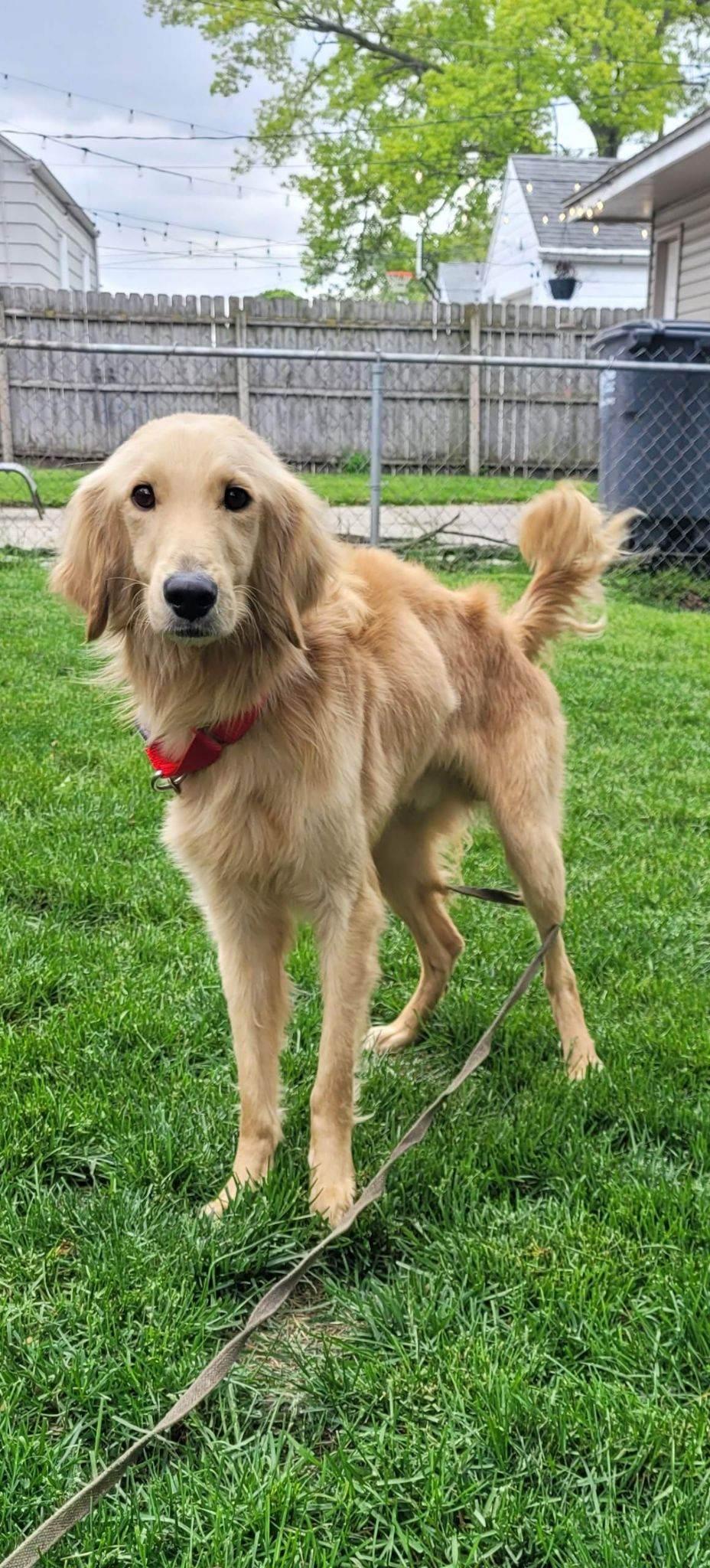 Trooper, a ADOPTABLE mixed breed in Waterville, OH image 1/2