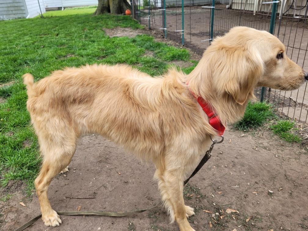 Trooper, a ADOPTABLE mixed breed in Waterville, OH image 2/2