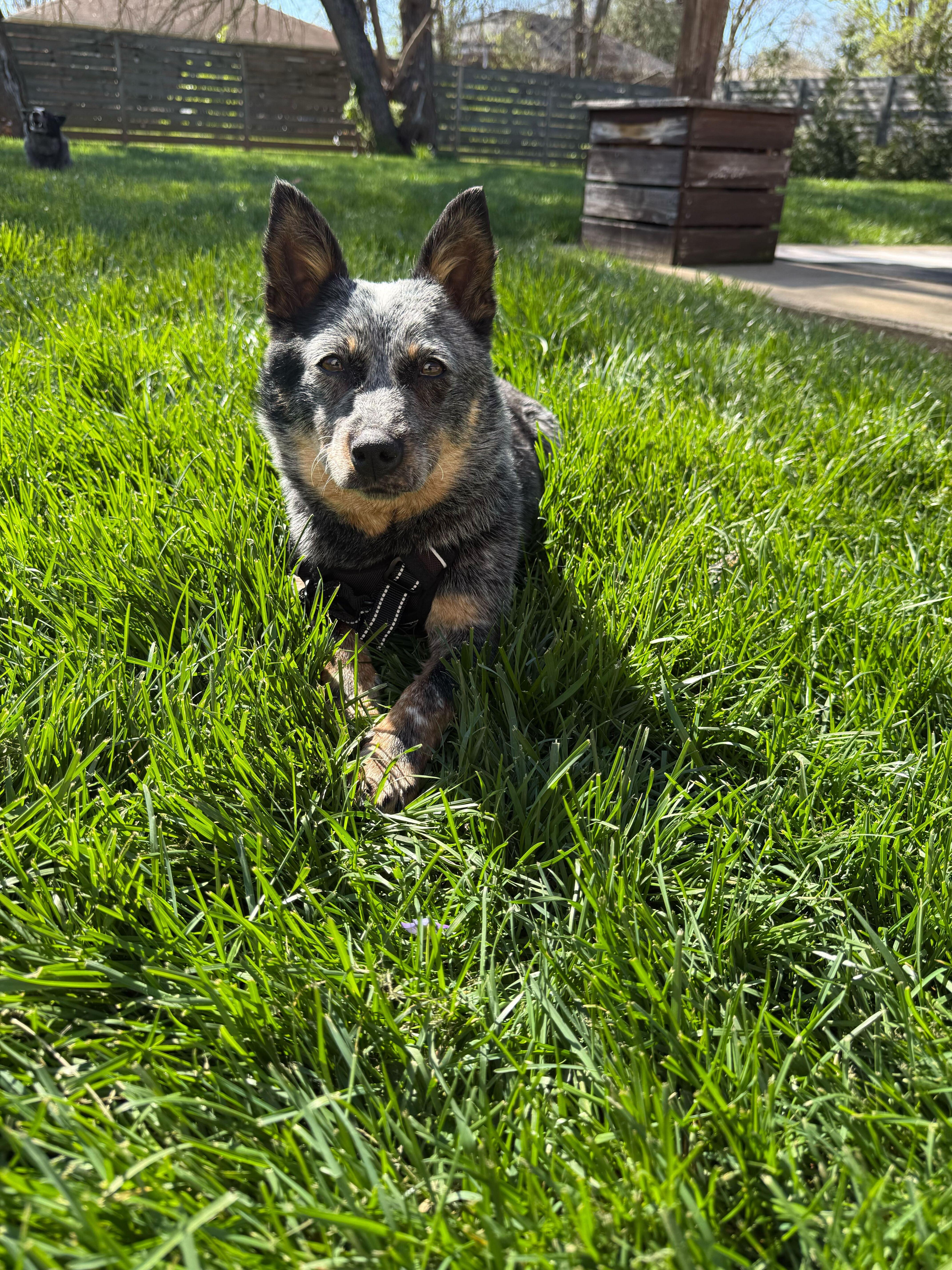 Enlarge Pip, a Adoptable Australian Cattle Dog / Blue Heeler in Richmond, KY image 1/3