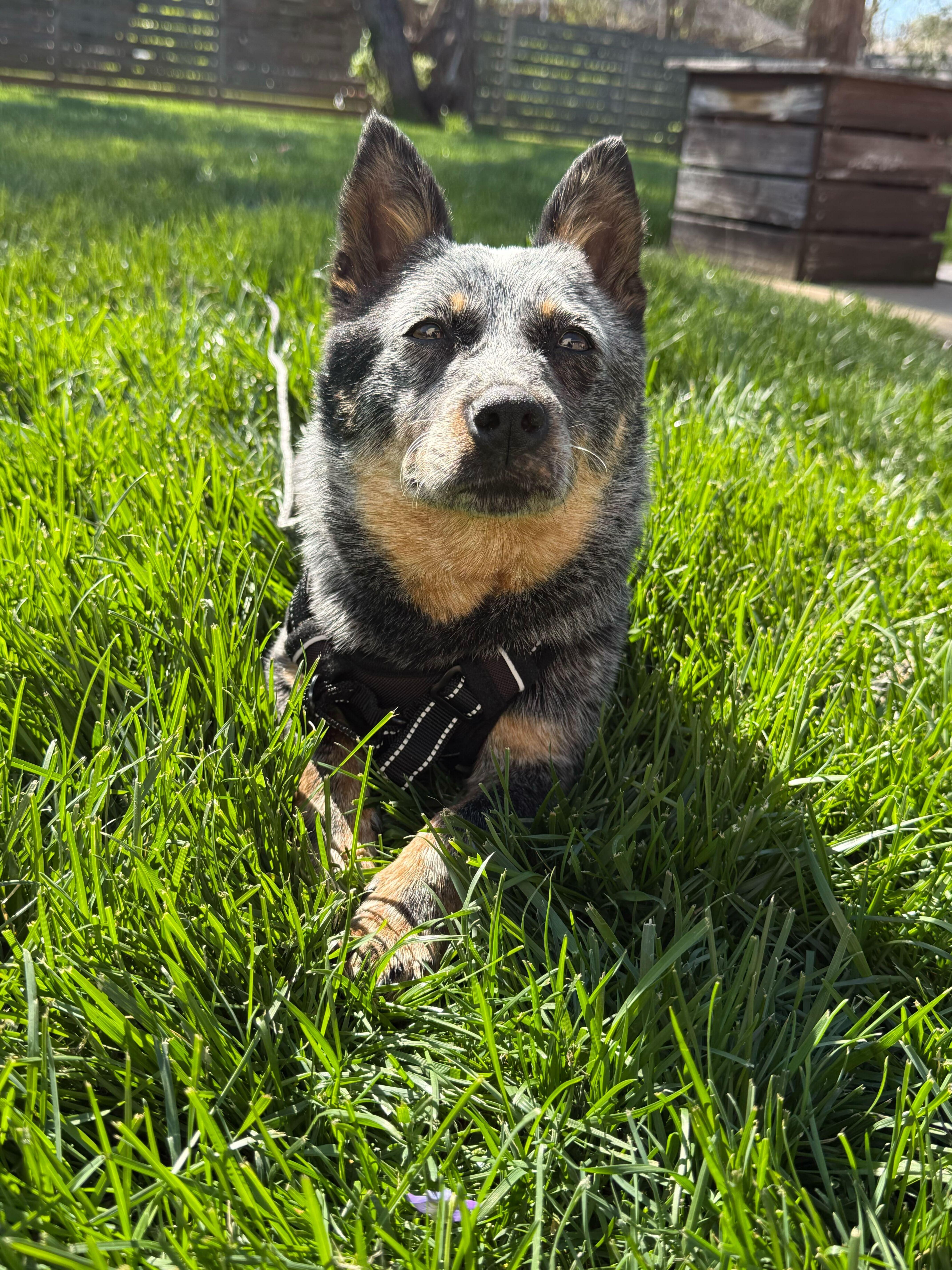 Enlarge Pip, a Adoptable Australian Cattle Dog / Blue Heeler in Richmond, KY image 2/3