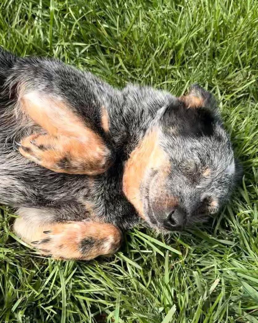 Enlarge Pip, a Adoptable Australian Cattle Dog / Blue Heeler in Richmond, KY image 3/3