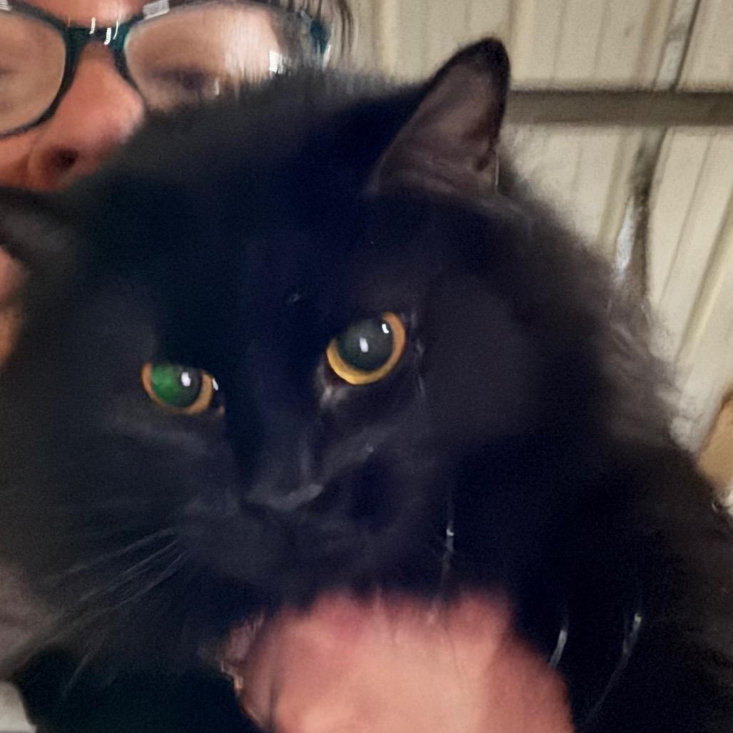 Kia, Adoptable, Adult Female Domestic Medium Hair.