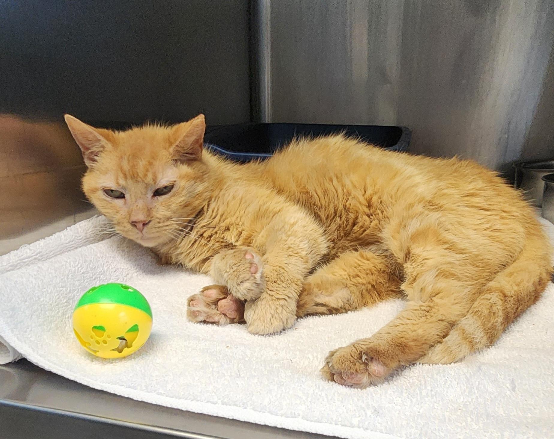 Enlarge Melon, a Adoptable Domestic Short Hair in Stanley, VA image 1/1