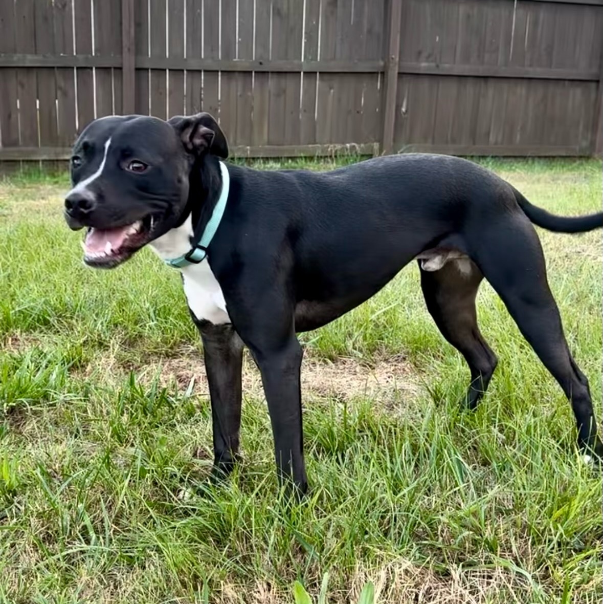 Leo, an adoptable Terrier in Waxhaw, NC, 28173 | Photo Image 4