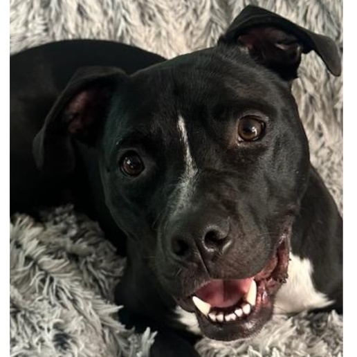 Leo, an adoptable Terrier in Waxhaw, NC, 28173 | Photo Image 2