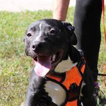 Leo, an adoptable Terrier in Waxhaw, NC, 28173 | Photo Image 6