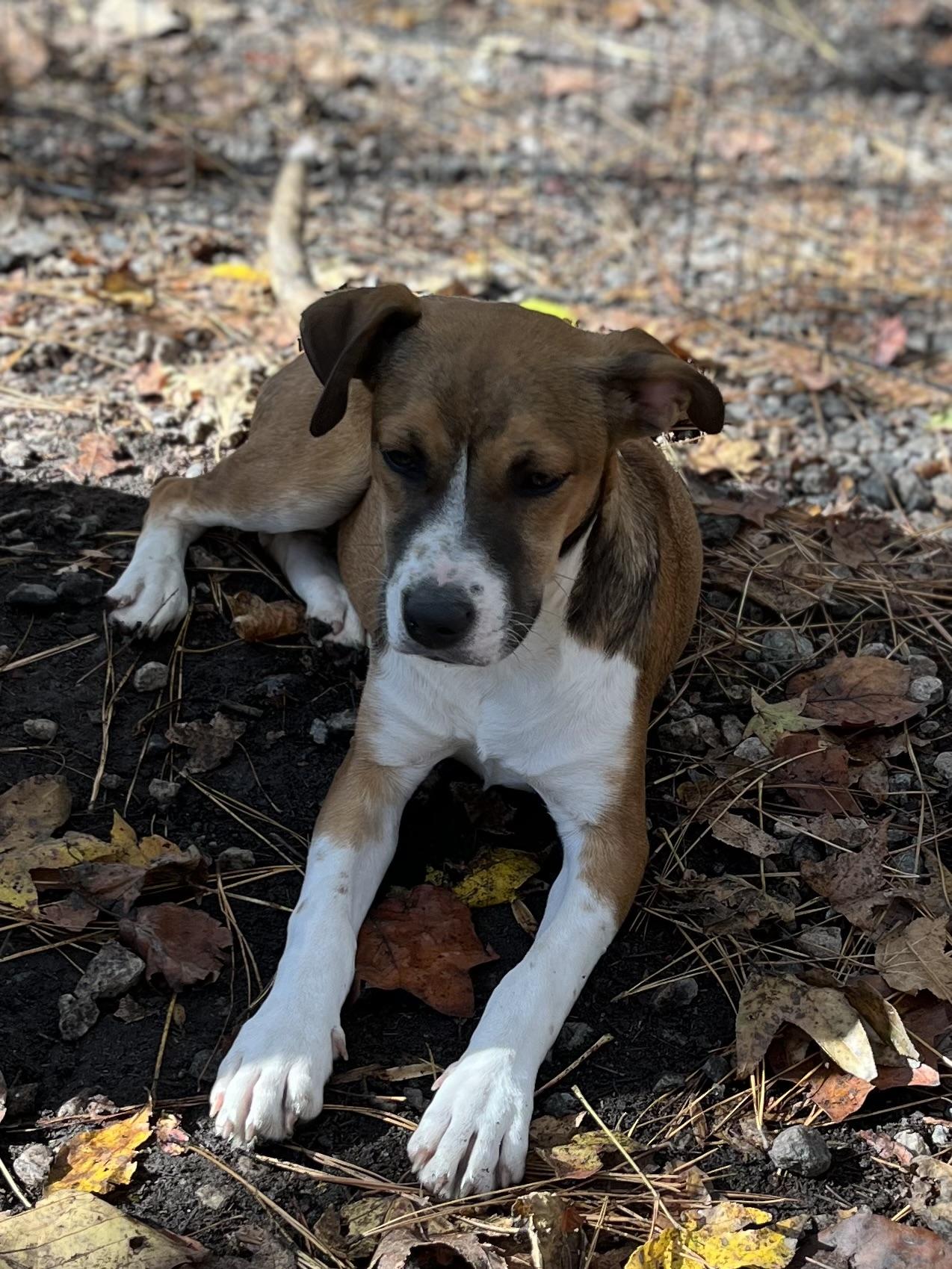 Missy, a Adoptable mixed breed in Rock Hill, SC image 1/5