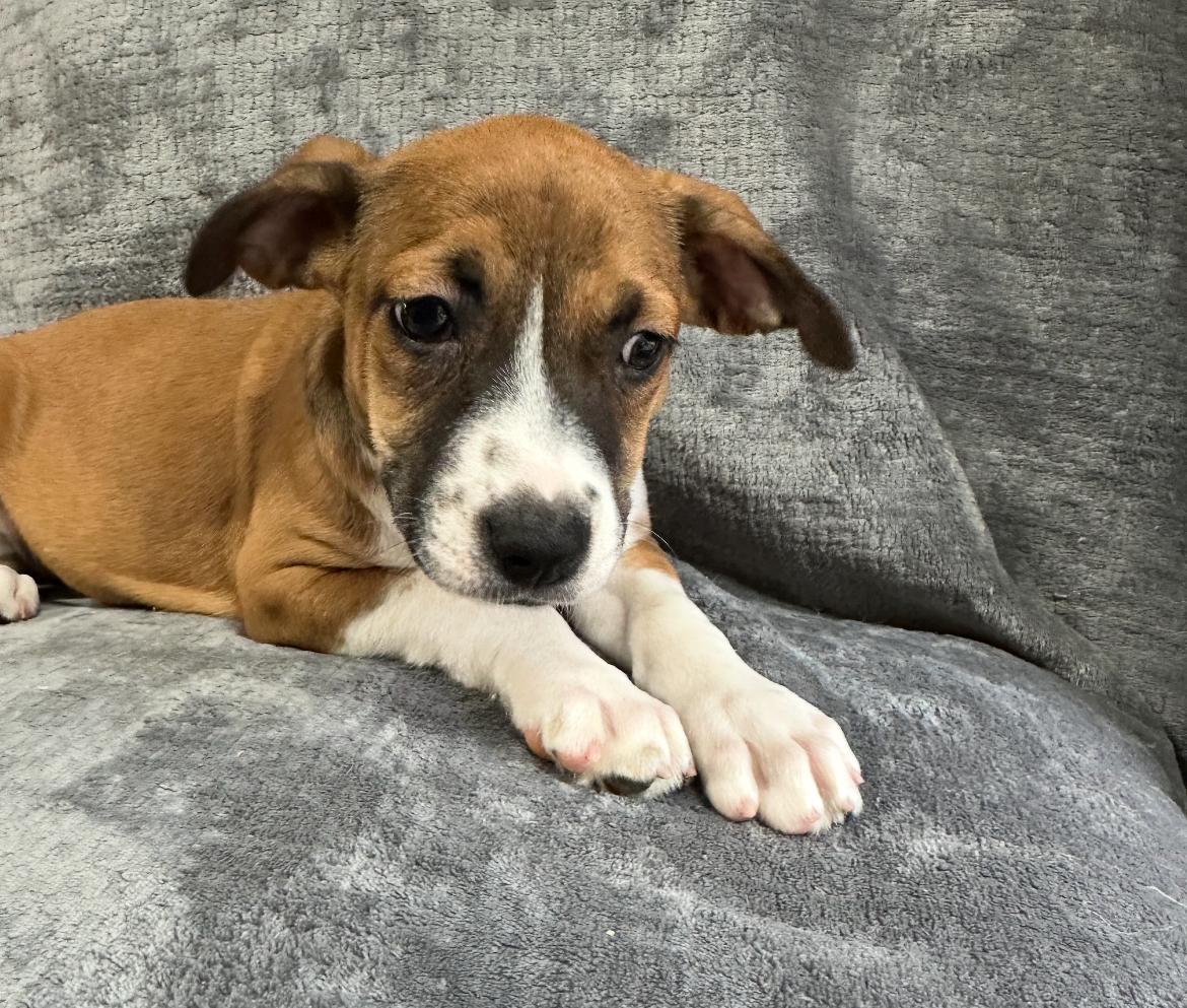 Missy, a Adoptable mixed breed in Rock Hill, SC image 2/5