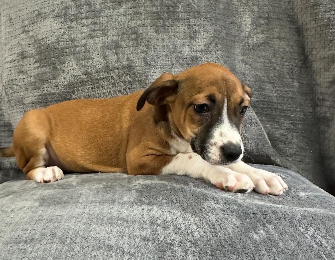 Missy, a Adoptable mixed breed in Rock Hill, SC image 3/5