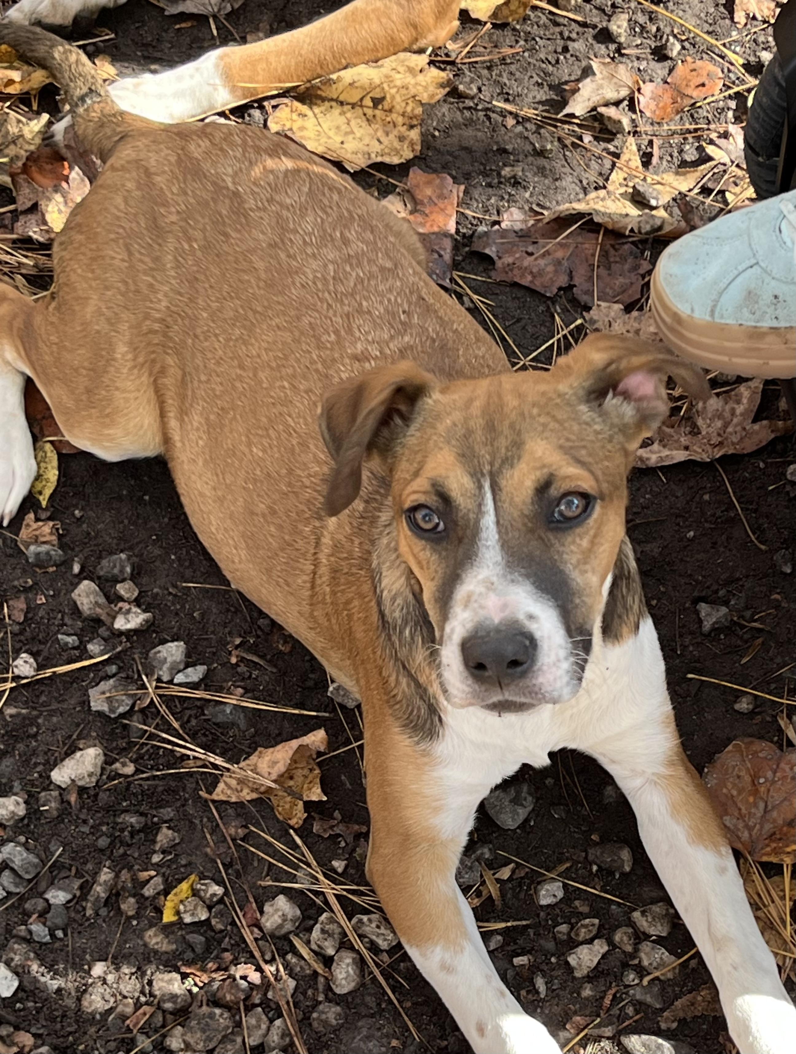 Missy, a Adoptable mixed breed in Rock Hill, SC image 4/5