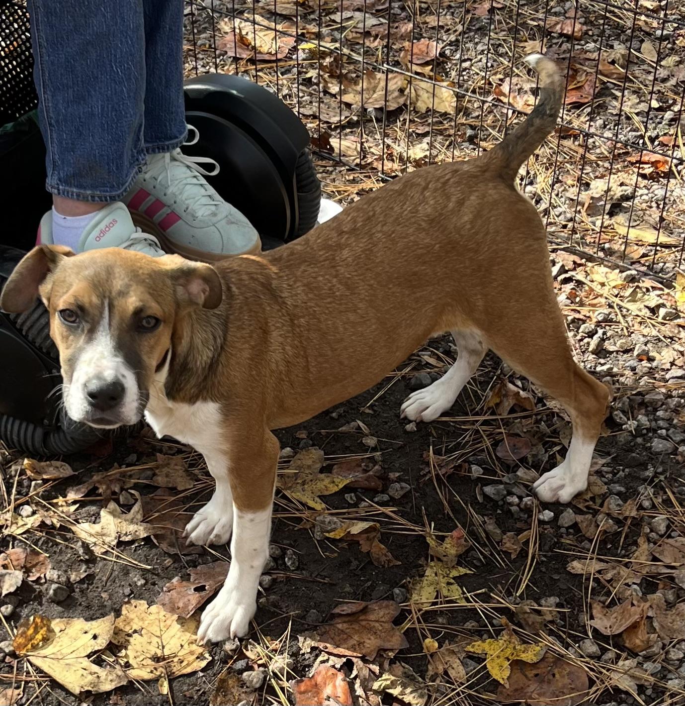 Missy, a Adoptable mixed breed in Rock Hill, SC image 5/5