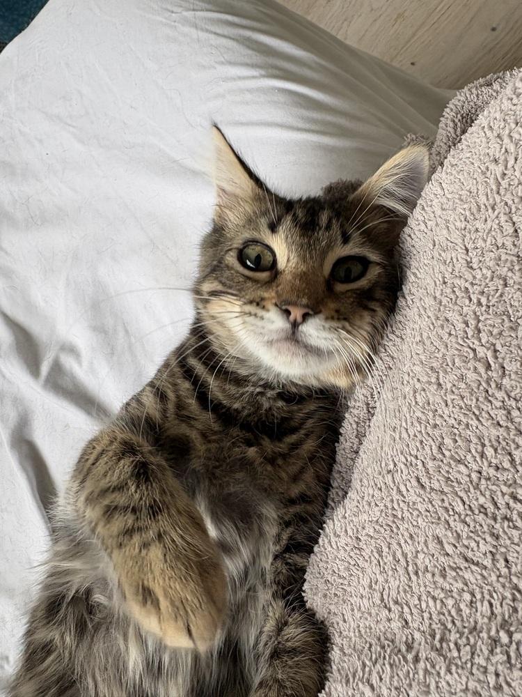 Fiero — thumbnail 3