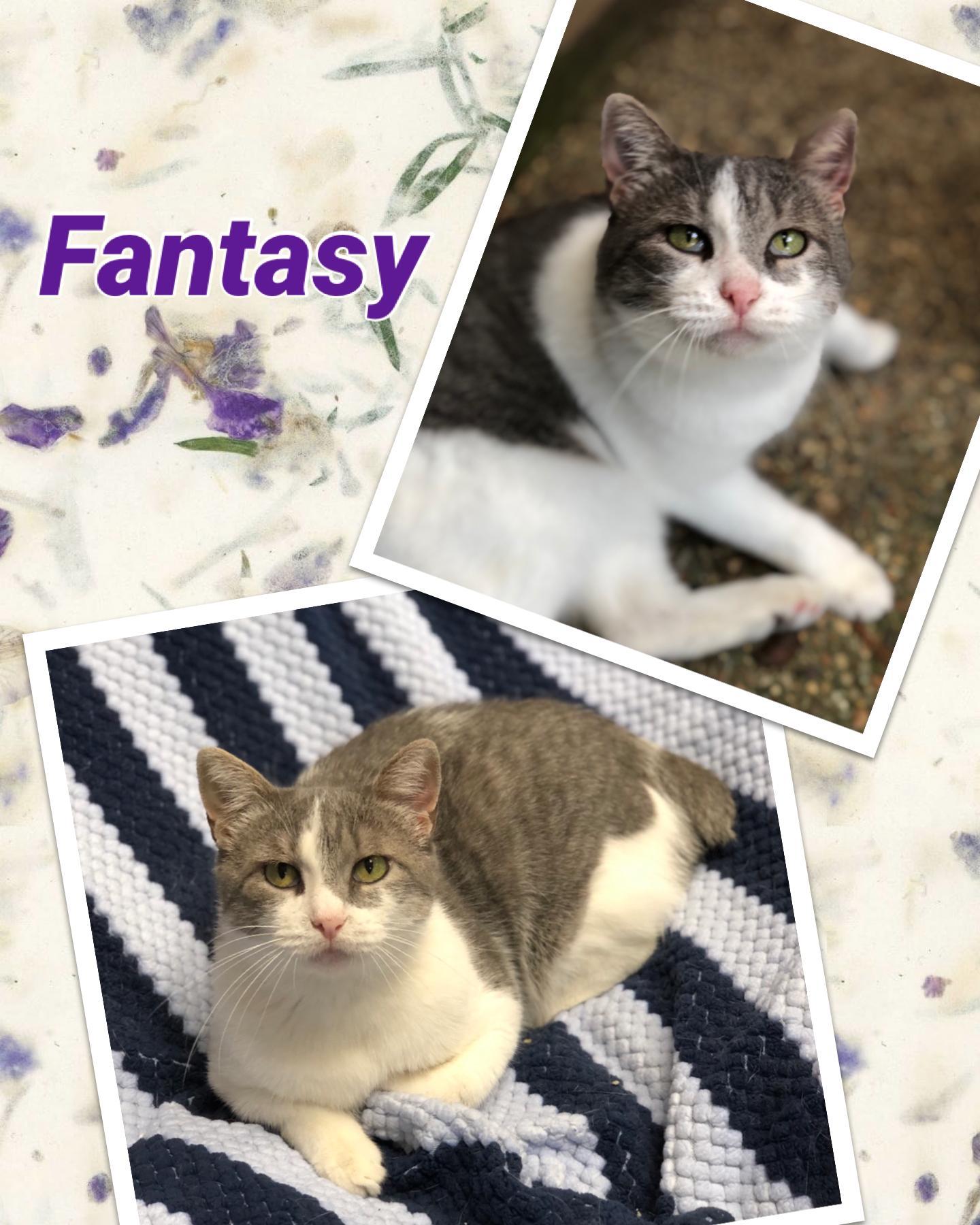 Fantasy, a Adoptable Domestic Short Hair in Texarkana, TX image 2/6