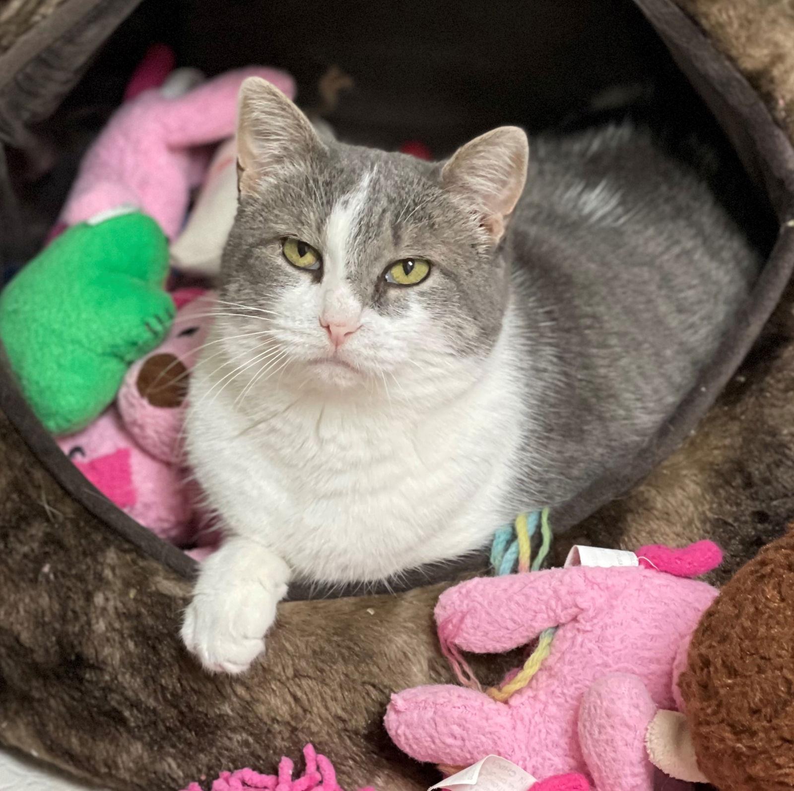 Fantasy, a Adoptable Domestic Short Hair in Texarkana, TX image 3/6