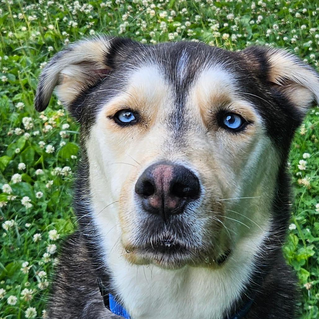 Chester, Adoptable, Adult Male Husky.