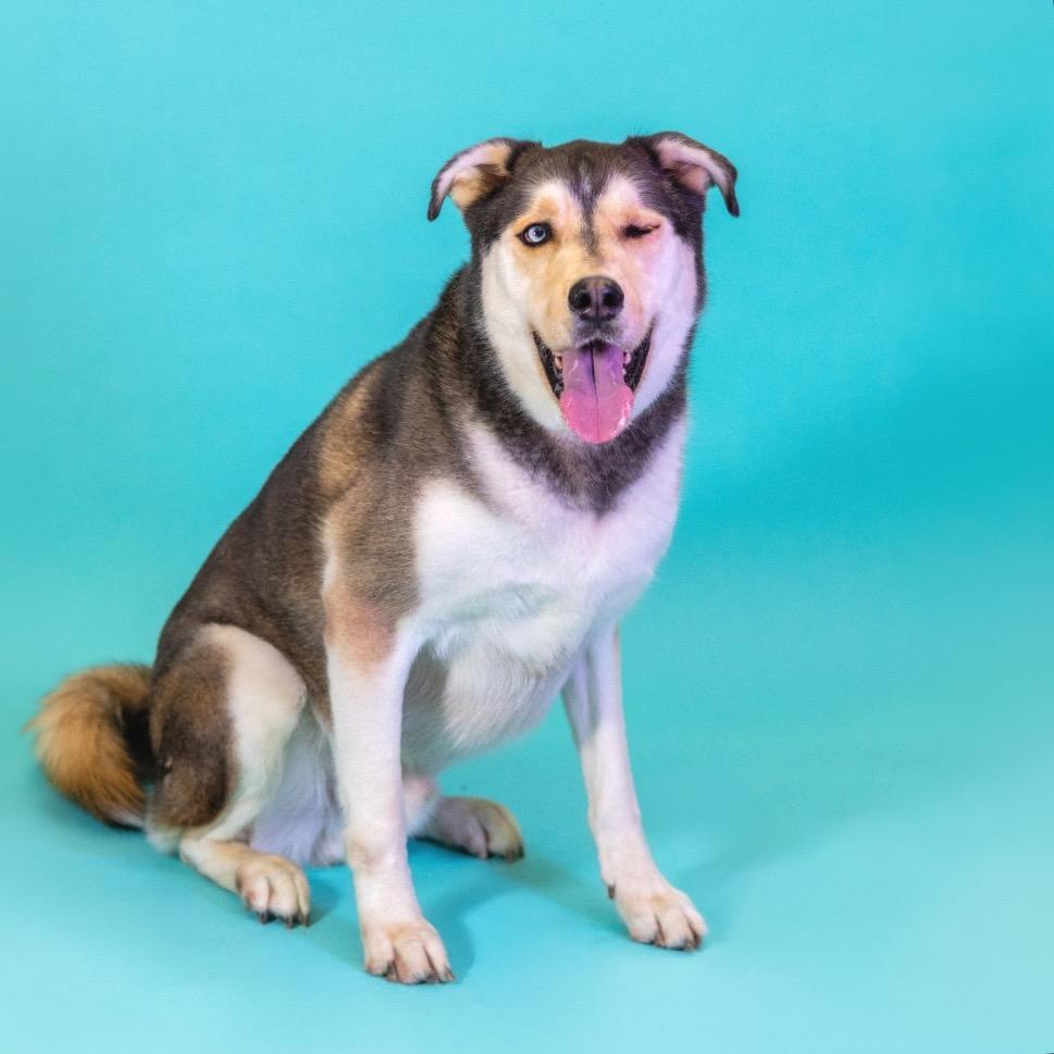 Enlarge Chester, a Adoptable Husky in Wilmington, DE image 2/6