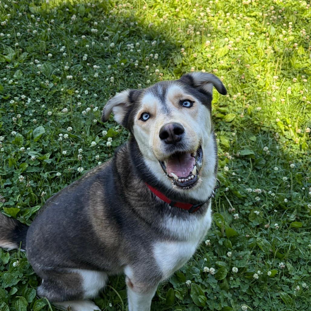 Enlarge Chester, a Adoptable Husky in Wilmington, DE image 3/6