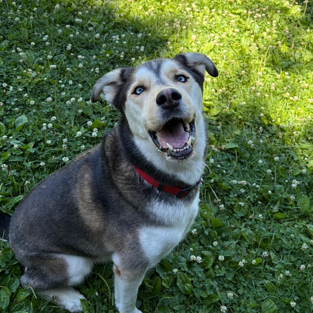 Enlarge Chester, a Adoptable Husky in Wilmington, DE image 4/6