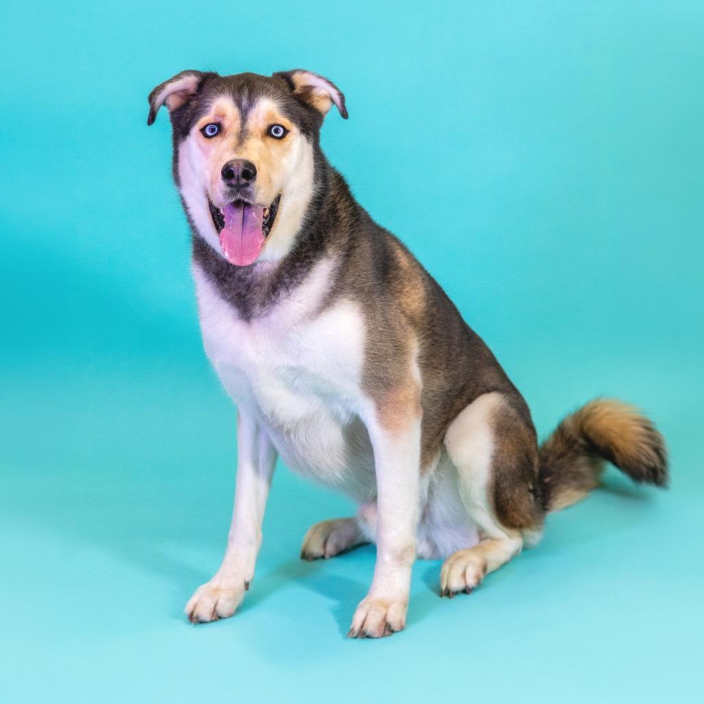 Enlarge Chester, a Adoptable Husky in Wilmington, DE image 5/6