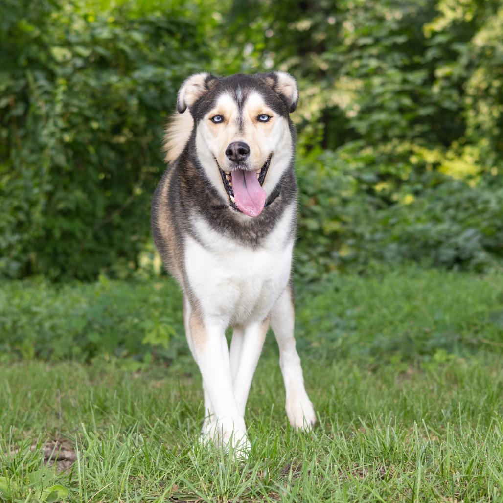 Enlarge Chester, a Adoptable Husky in Wilmington, DE image 6/6