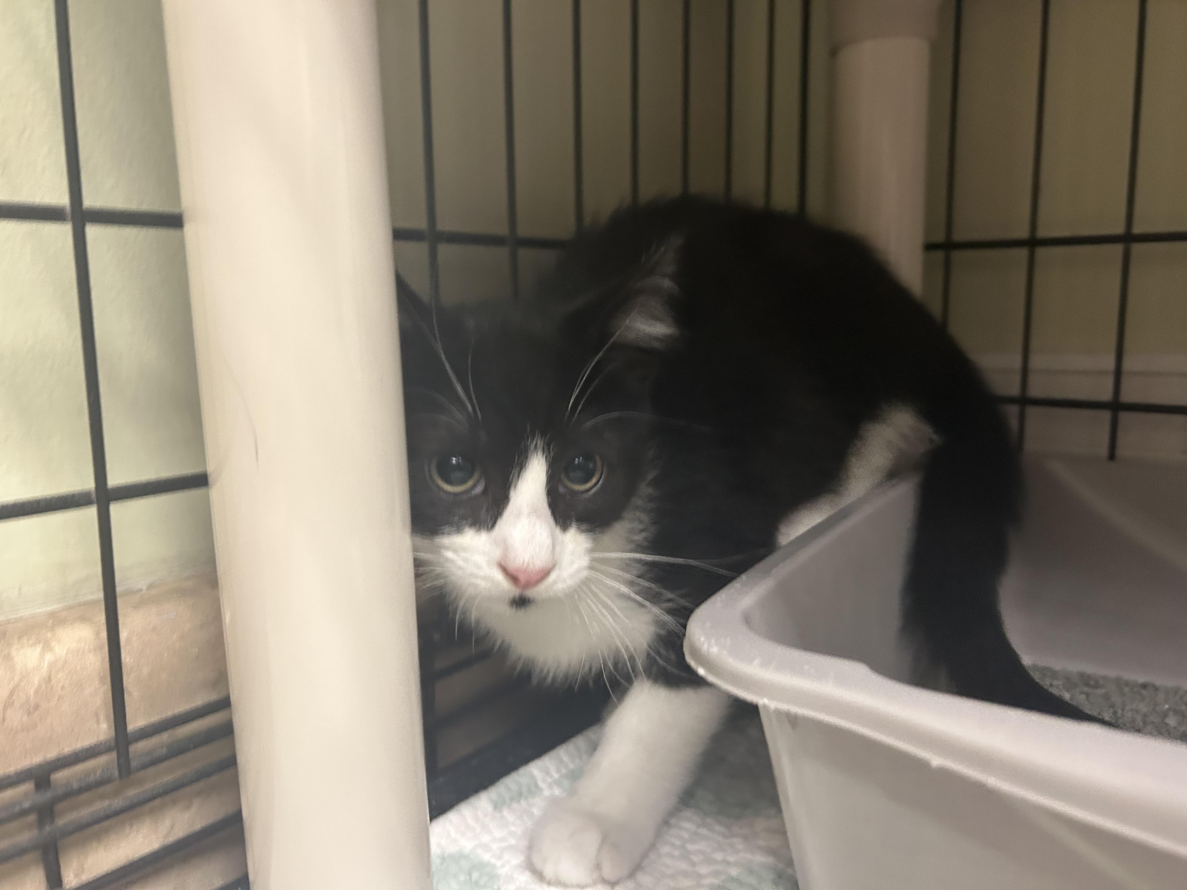 Knox, a ADOPTABLE Domestic Short Hair in Cape May, NJ image 2/2