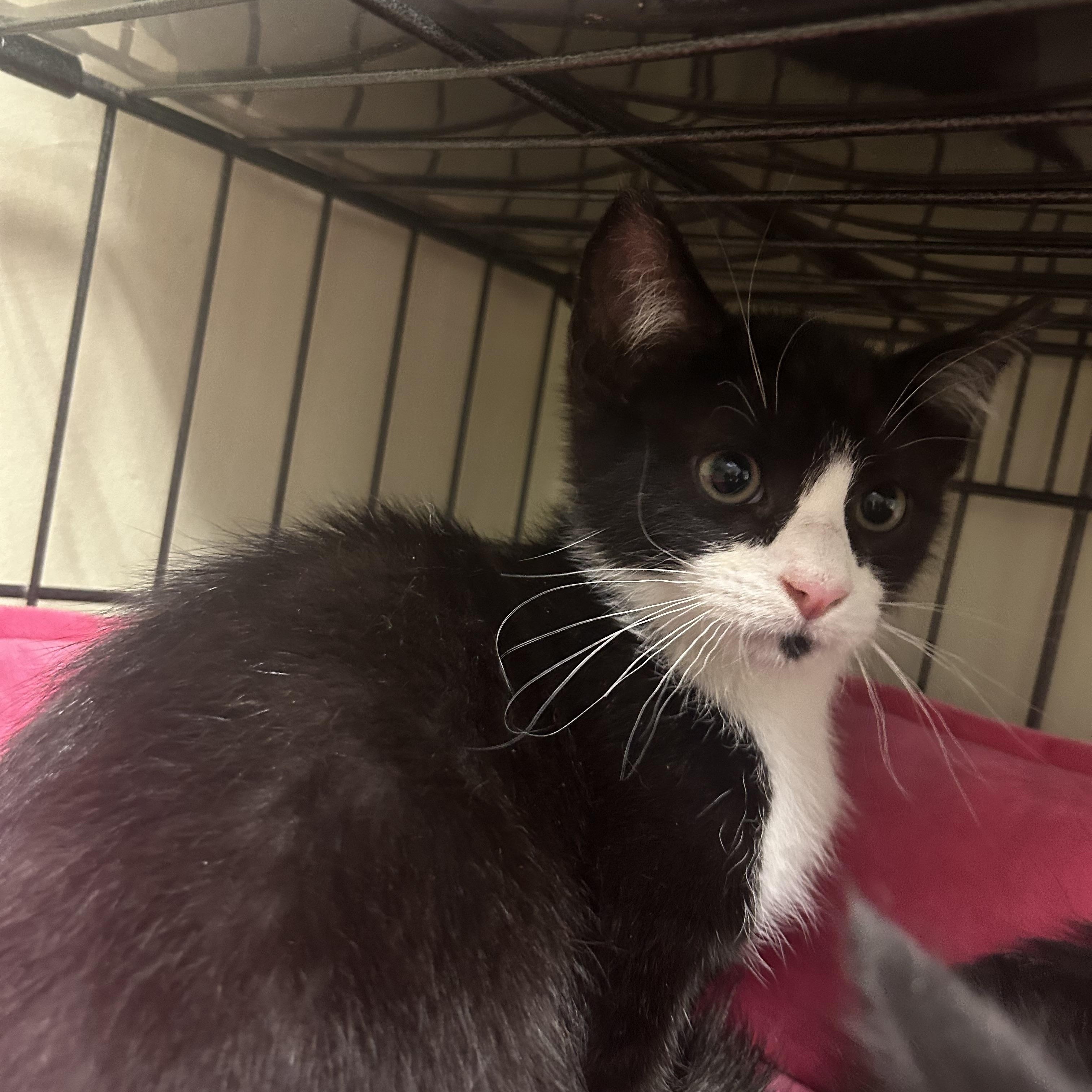 Knox, ADOPTABLE, Kitten Male Domestic Short Hair.