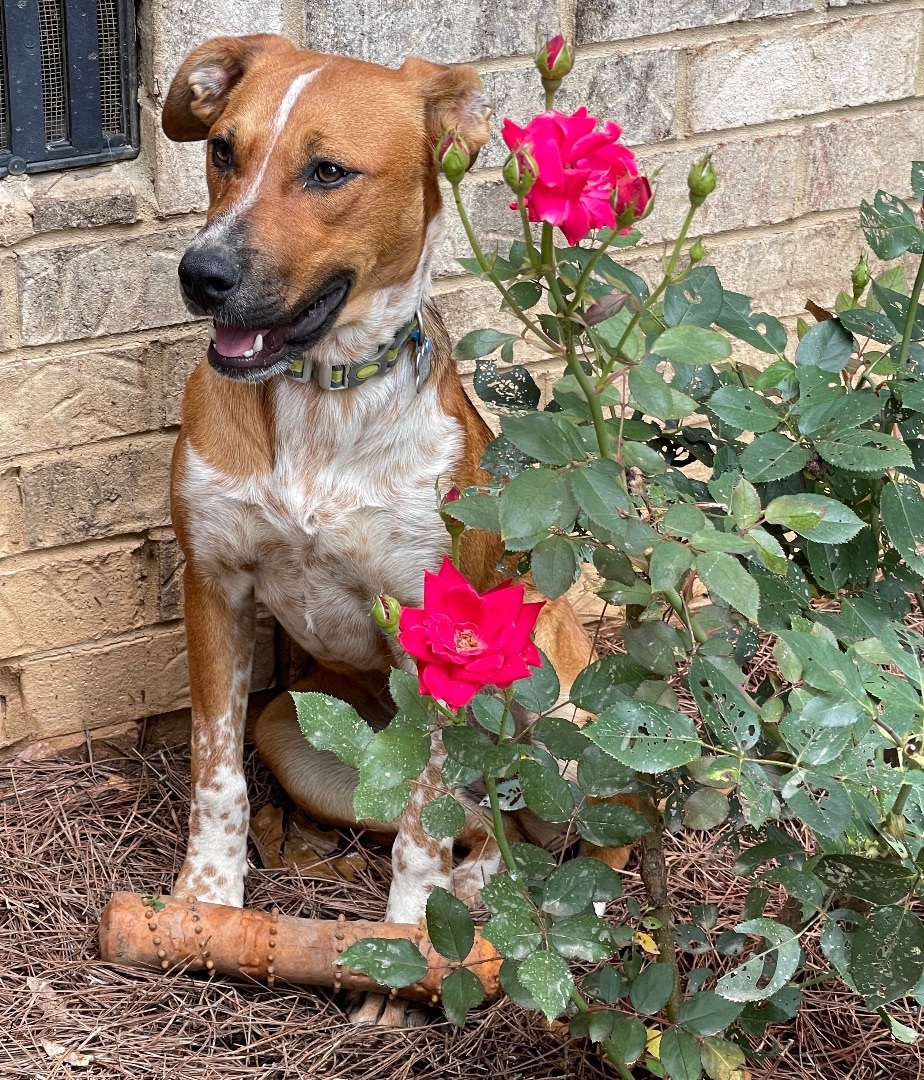Calla, Adopted, Puppy Female Hound.