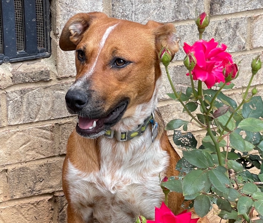 Calla, a Adopted mixed breed in Shelbyville, TN image 2/9