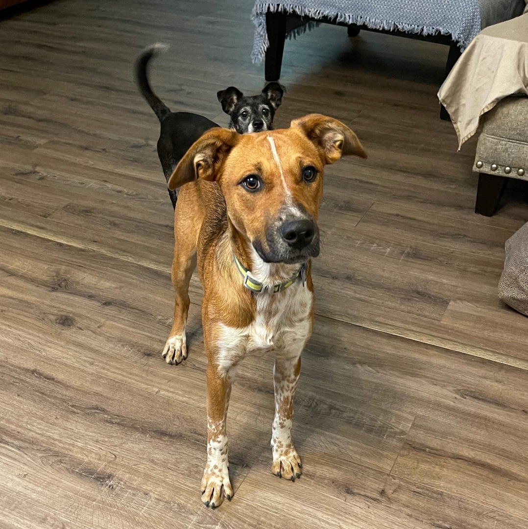 Calla, a Adopted mixed breed in Shelbyville, TN image 3/9