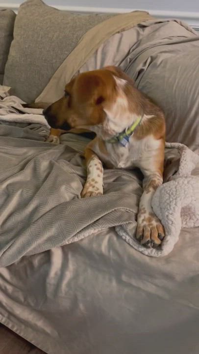 Enlarge Calla, a Adopted mixed breed in Shelbyville, TN video 9/9