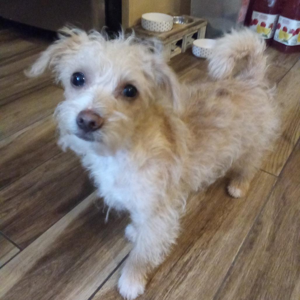 Dak, Adoptable, Puppy Male Poodle.