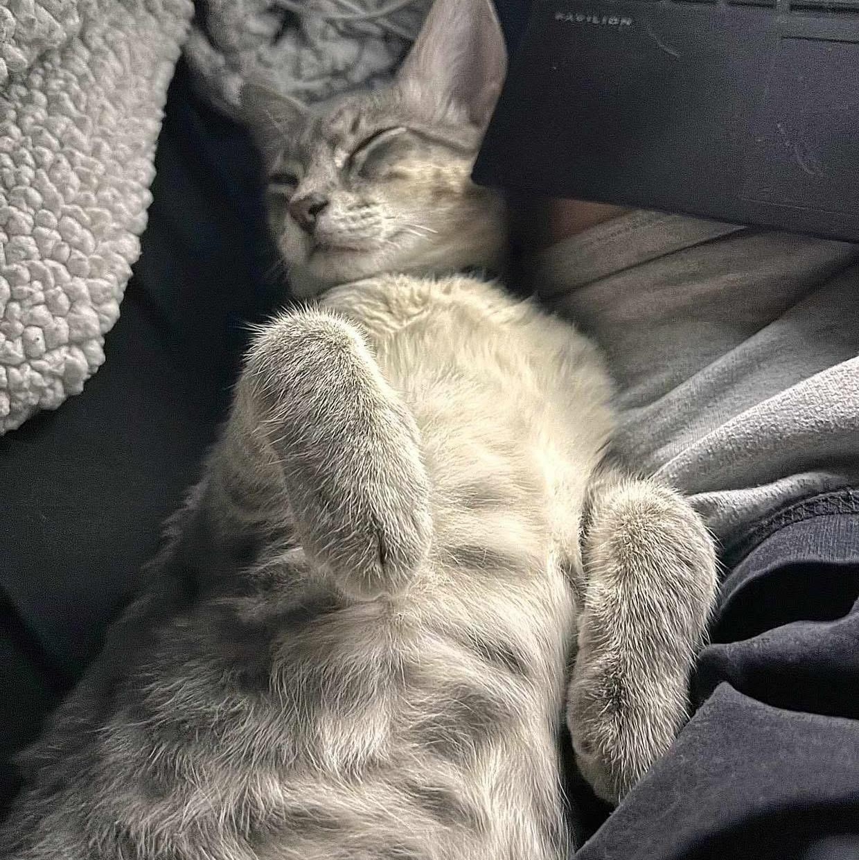 Enlarge Mustang, a Adoptable mixed breed in Lubbock, TX image 4/5