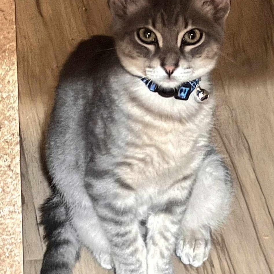 Enlarge Mustang, a Adoptable mixed breed in Lubbock, TX image 5/5