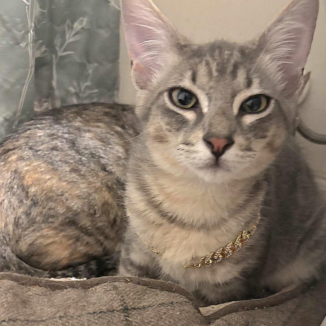 Mustang, Adoptable, Adult Male Domestic Short Hair & Tabby.