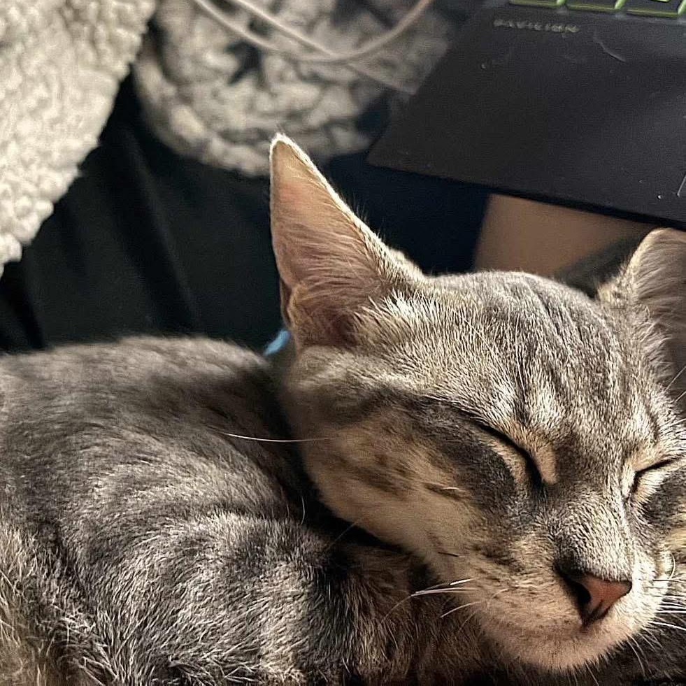 Enlarge Mustang, a Adoptable mixed breed in Lubbock, TX image 3/5