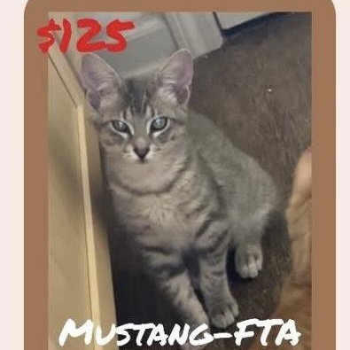 Mustang, an adoptable Domestic Short Hair, Tabby in Lubbock, TX, 79407 | Photo Image 2