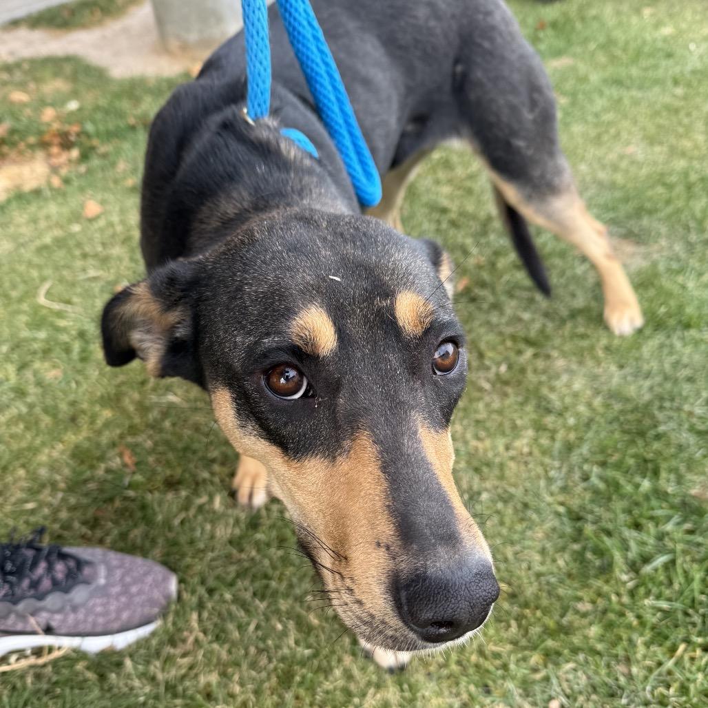 Enlarge Taylor, a Adoptable mixed breed in Idaho Falls, ID image 1/1
