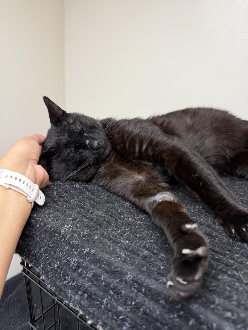 Enlarge Darth Vader, a ADOPTABLE Bombay in Medford, MA image 2/6