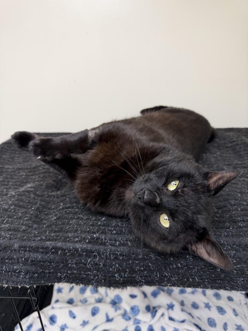 Enlarge Darth Vader, a ADOPTABLE Bombay in Medford, MA image 3/6