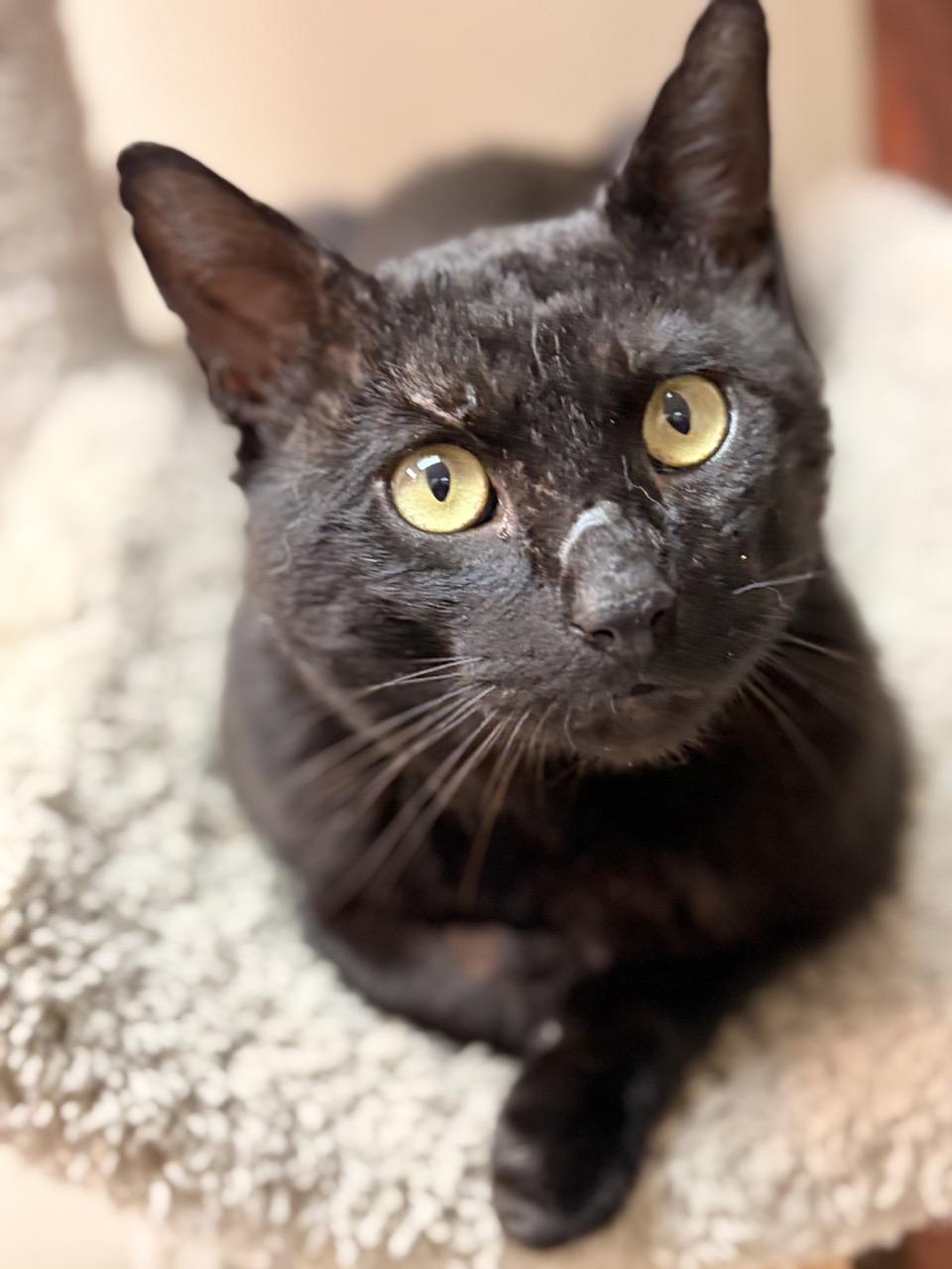 Darth Vader, ADOPTABLE, Young Male Bombay.