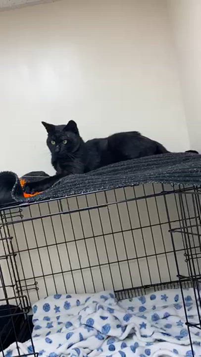 Enlarge Darth Vader, a ADOPTABLE Bombay in Medford, MA video 4/6