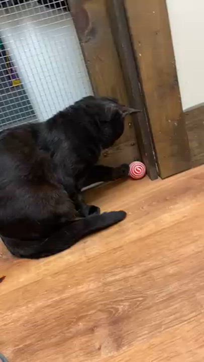 Enlarge Darth Vader, a ADOPTABLE Bombay in Medford, MA video 6/6