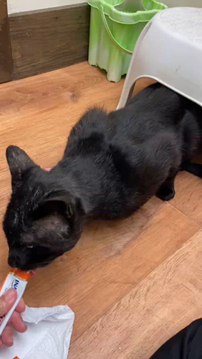 Enlarge Darth Vader, a ADOPTABLE Bombay in Medford, MA video 5/6